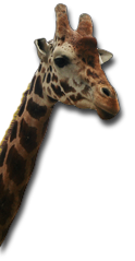 Girafa